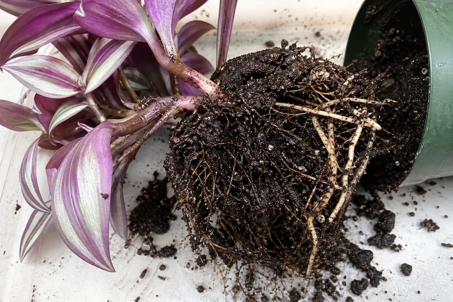 Tradescantia zebrina root ball lifted from saturated dark mix with localized soft dark roots beside firm pale roots