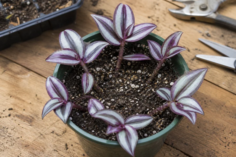 Short Tradescantia zebrina tip cuttings spaced around a bare pot crown with lower nodes touching moist mix