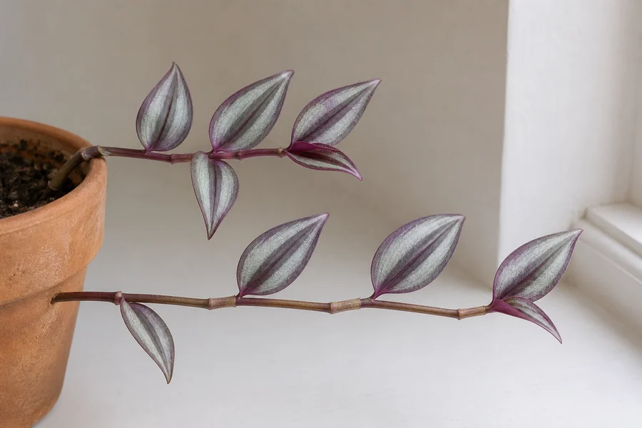 Two attached Tradescantia zebrina stems with short leaf spacing on one shoot and long bare internodes on the shaded shoot