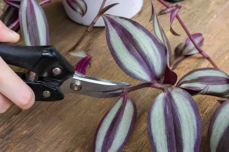 Clean pruning shears positioned just above a healthy leaf node on a long Tradescantia zebrina stem