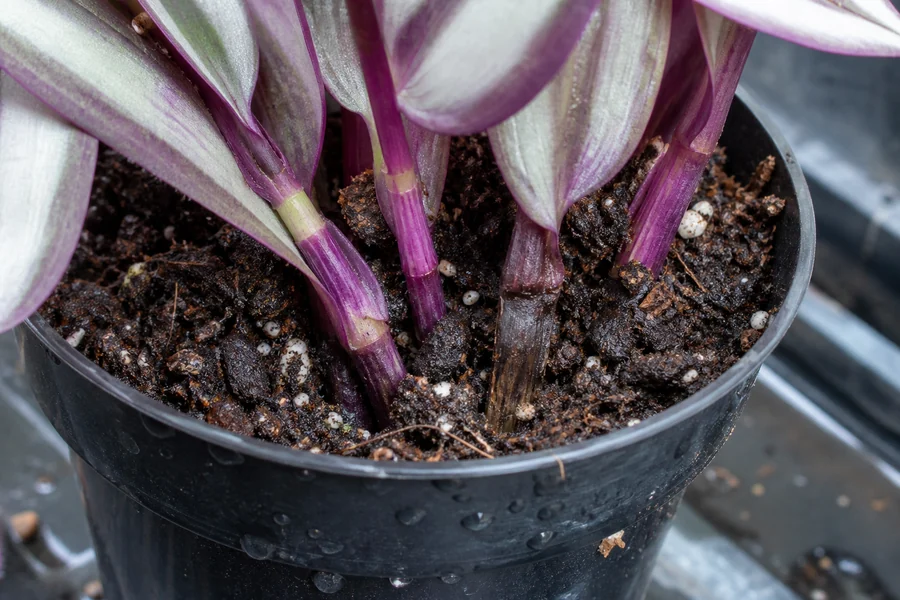 Tradescantia zebrina stems at a wet soil line with one dark soft base beside firm purple stem bases