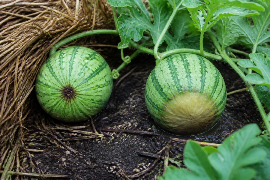 Two attached watermelons with a small dry centered blossom-end lesion on one and a broad pale wet soil-contact patch on the other