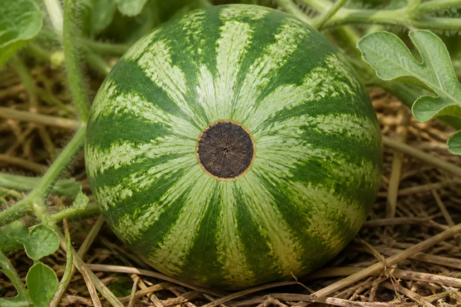 Young striped watermelon on the vine with a dry dark sunken lesion centered on the blossom end