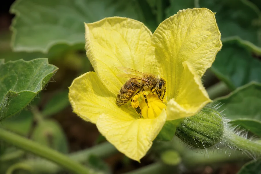 Pollen-dusted honeybee contacting the center of an open female watermelon flower above its fuzzy ovary