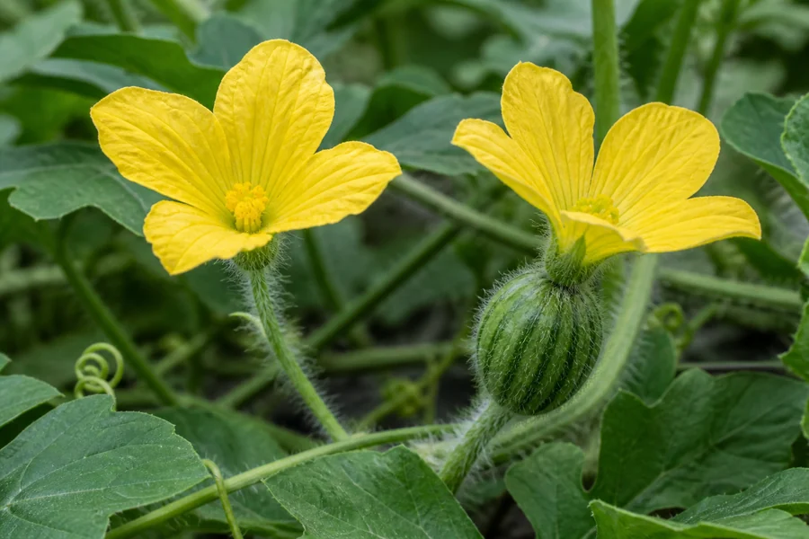 Male and female watermelon flowers open on one vine, with a fuzzy miniature melon visible behind the female petals