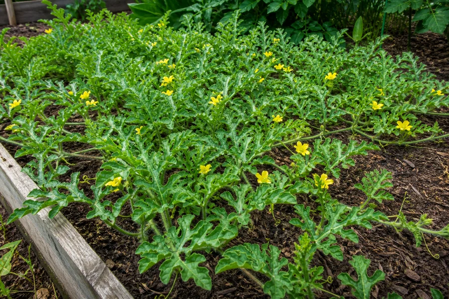 Flowering watermelon vine with many open yellow blossoms but no enlarging fruit
