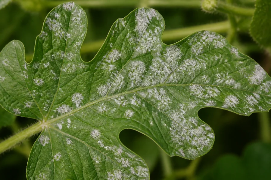 Living watermelon leaf with separate white floury colonies expanding across its upper surface