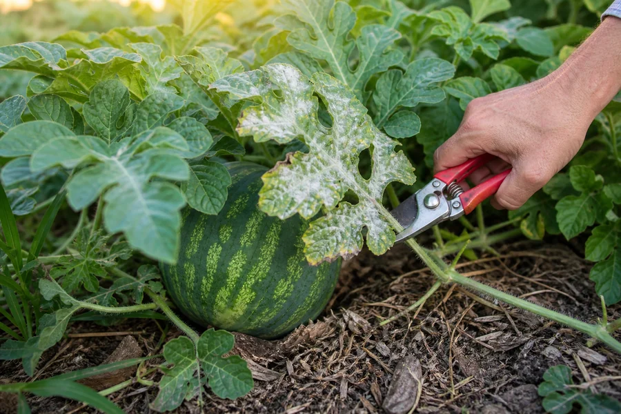 Gardener cutting one heavily mildewed old watermelon leaf while green leaves continue shading a fruit