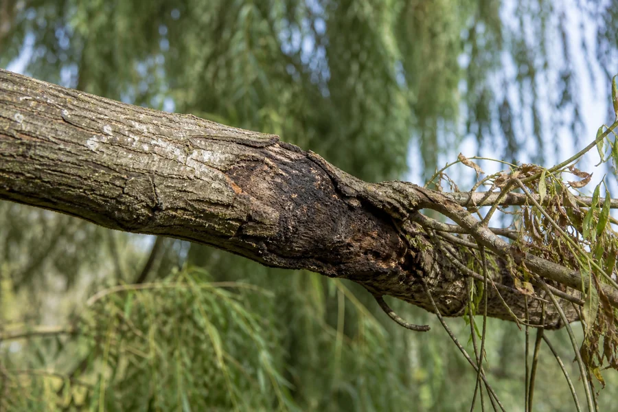 Weeping willow branch transitioning from normal bark to a sunken dark lesion with sparse dead growth beyond
