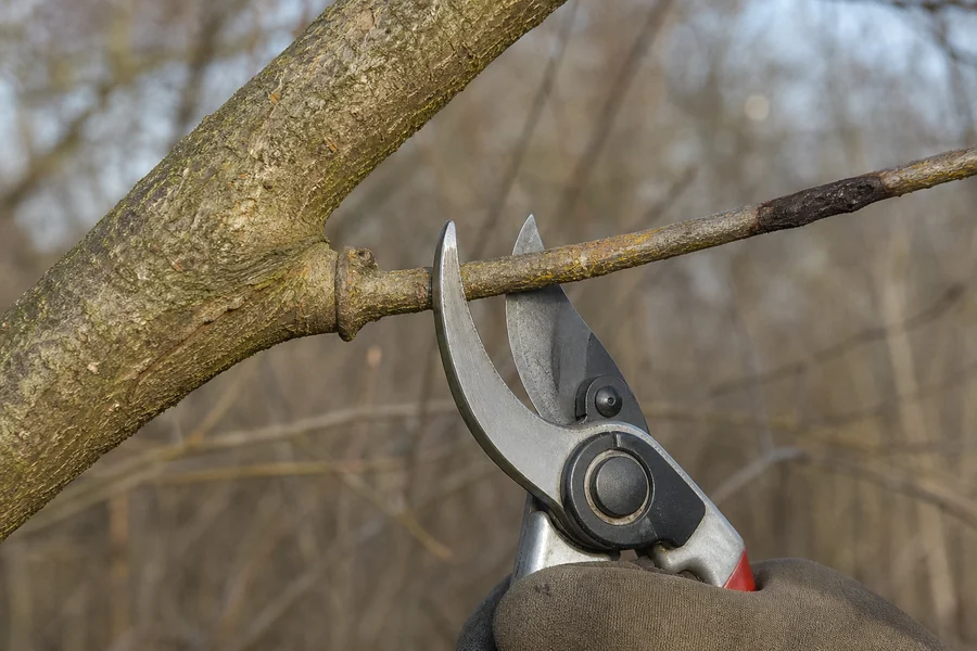 Open bypass pruners positioned on a small cankered willow twig just beyond its raised branch collar