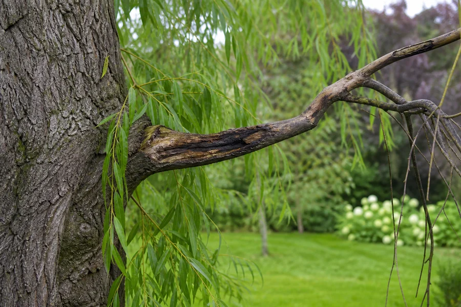 Weeping willow branch with an elongated sunken dark canker and dead twig growth beyond it