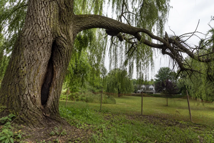 Large open cavity in a mature weeping willow trunk below a heavy scaffold limb with dead branches and fenced ground beneath