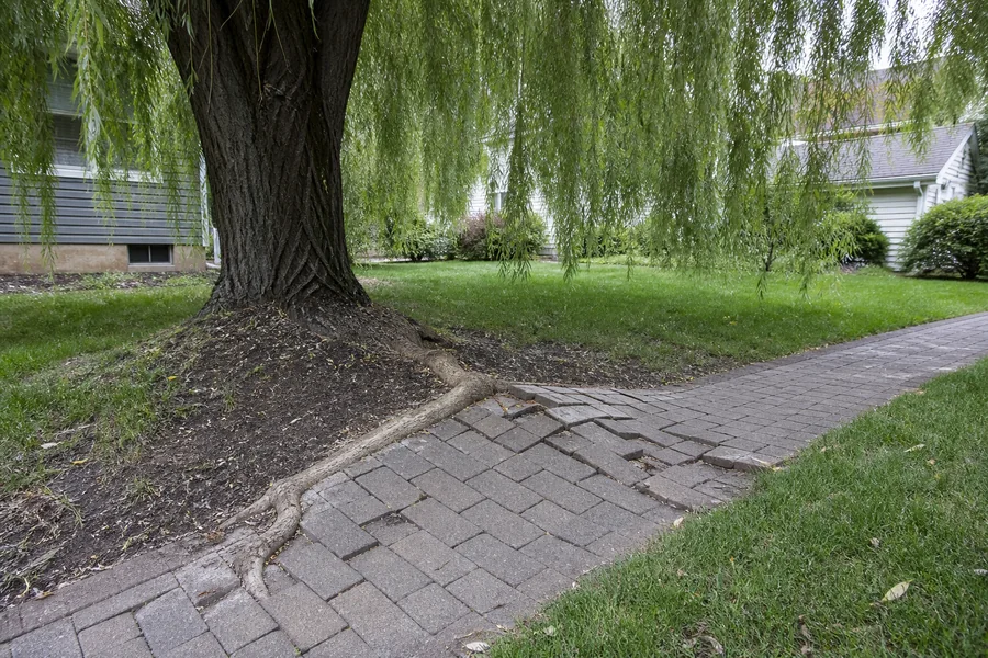 Mature weeping willow surface root directly lifting several walkway pavers