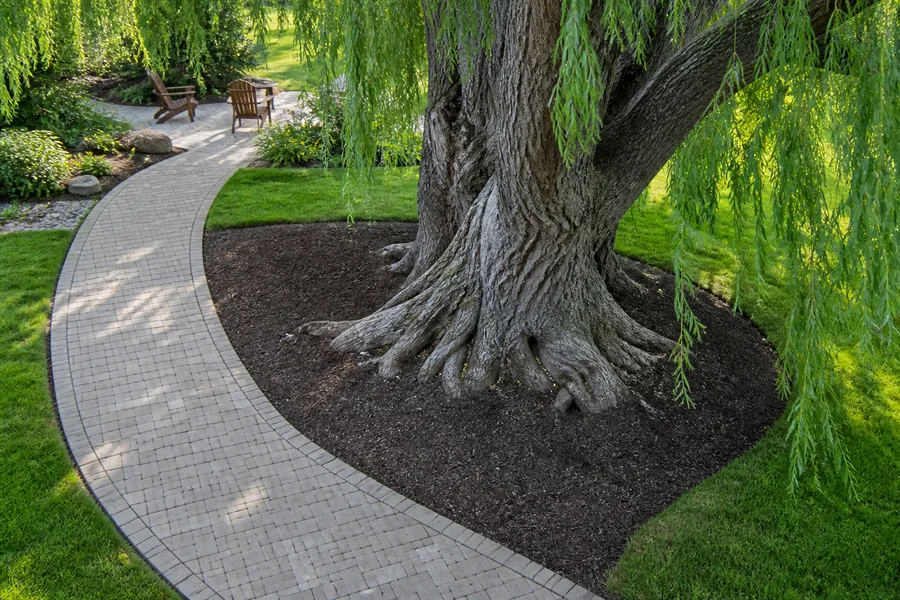 Curved permeable garden path rerouted around the broad root flare of a mature weeping willow