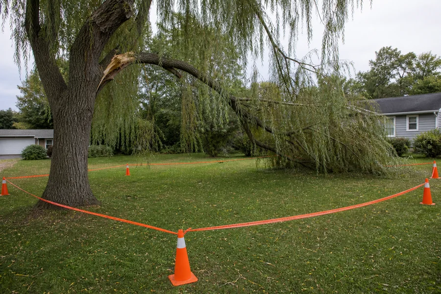 Large broken willow limb suspended above an empty lawn enclosed by orange cones and warning tape