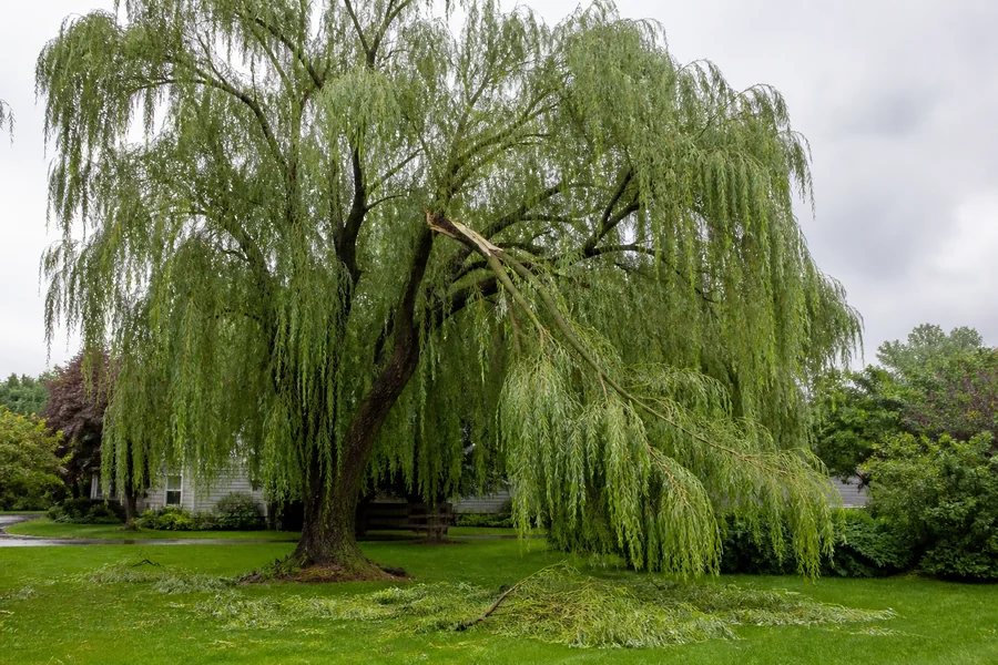 Storm-damaged weeping willow with one large broken limb lodged high in the crown above an empty wet lawn