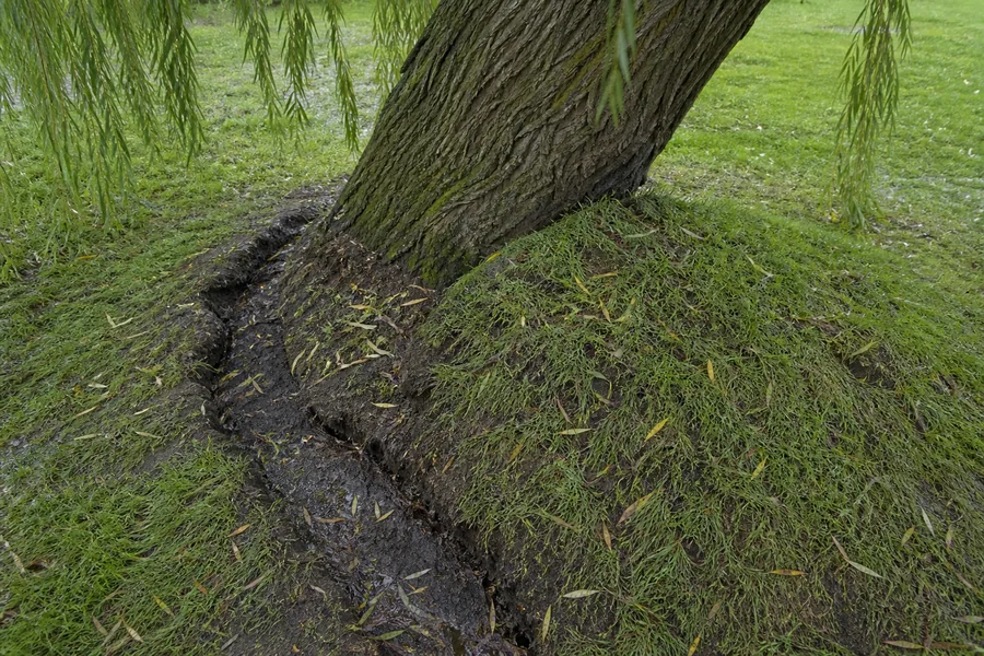 Tilted willow trunk beside a fresh crescent crack and raised mound in rain-soaked turf