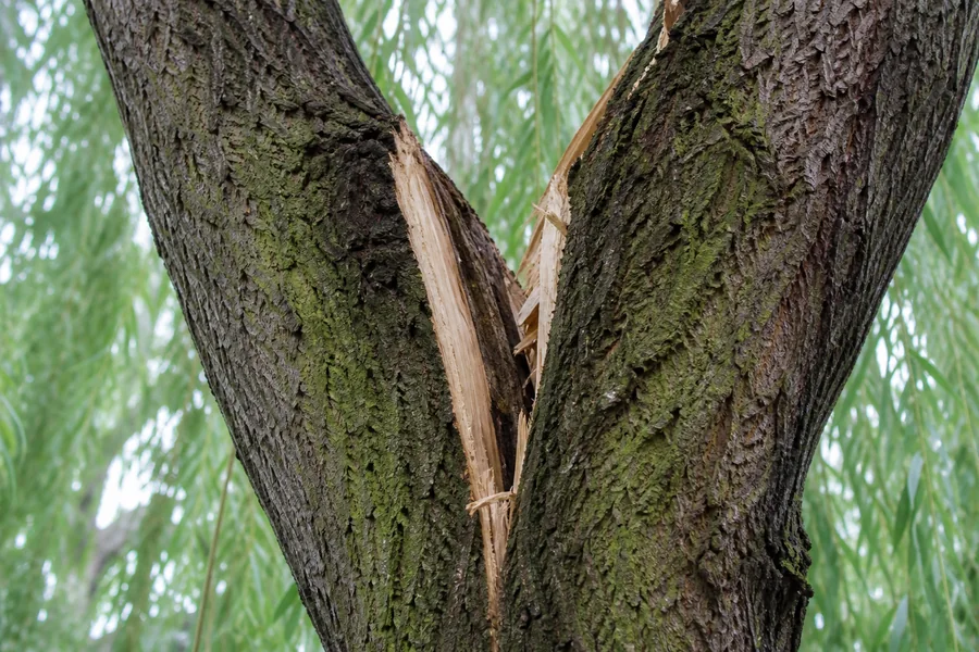 Close view of a split willow union with fresh pale torn wood beside a dark included-bark seam