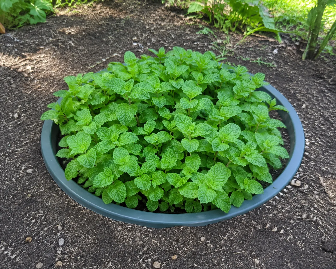 A leafy herb growing in a container set into a garden bed, with its rim above the surrounding soil