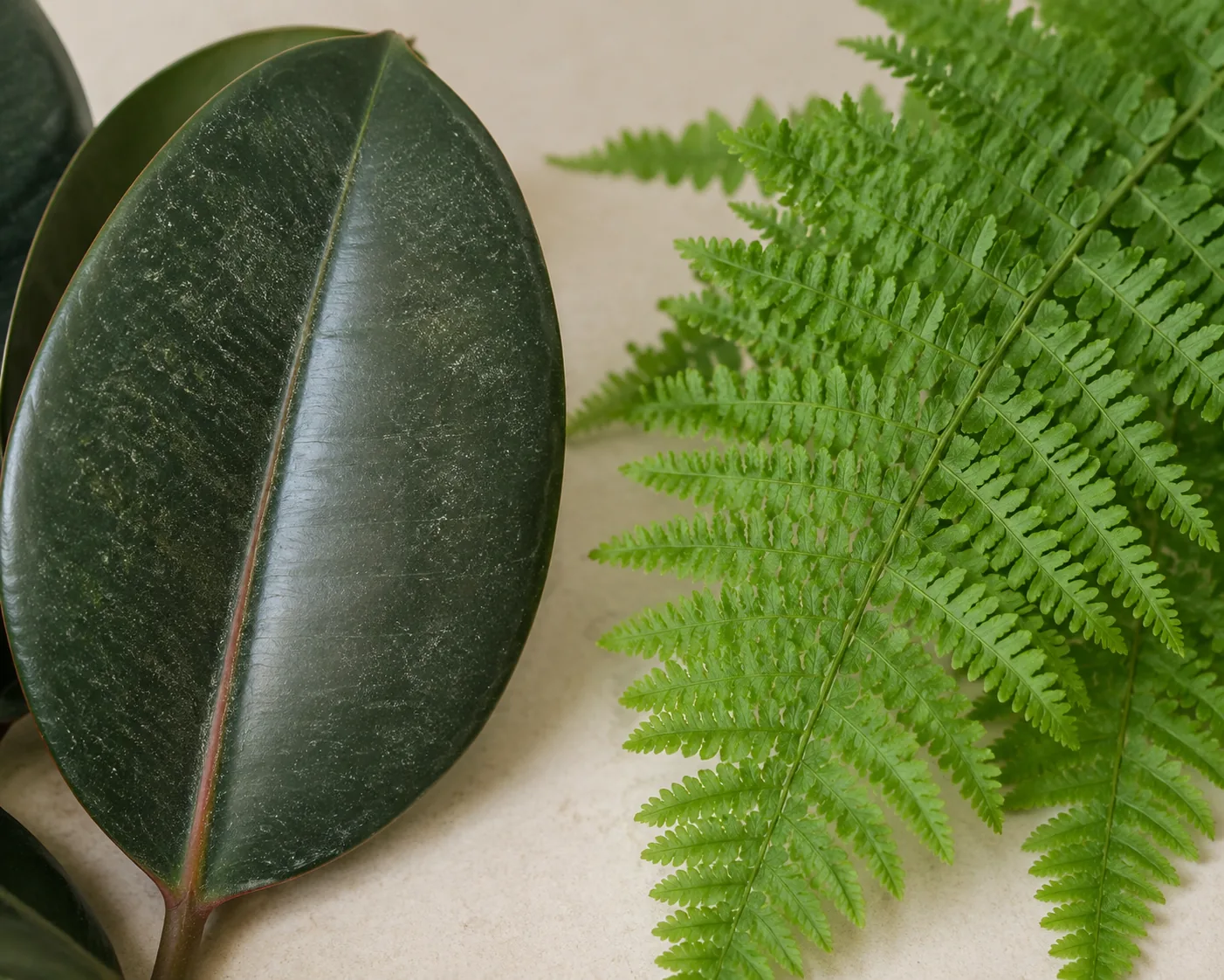 A dusty broad rubber plant leaf beside the many narrow leaflets of a fern at the same scale