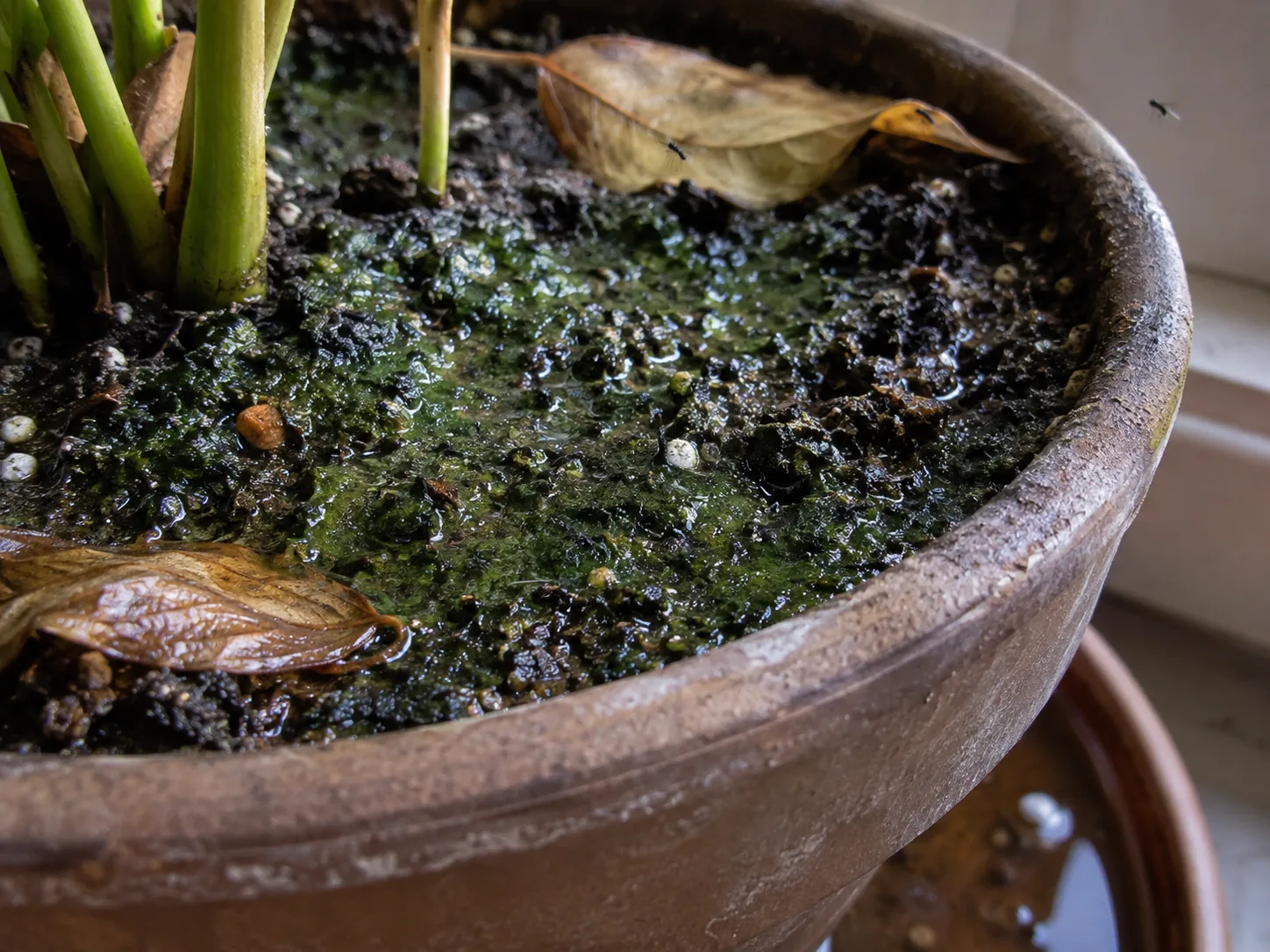 Wet houseplant potting mix with green algae, fallen leaves, fungus gnats, and water standing in a saucer