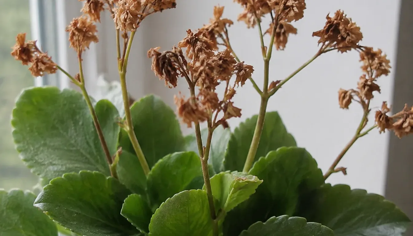 A kalanchoe on a windowsill whose flower heads have all gone brown and papery while every leaf below them stays thick and green