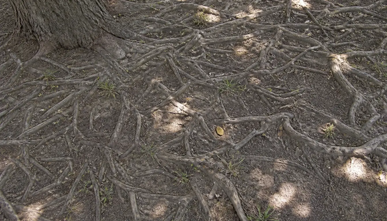 The ground beneath a mature tree where a dense mat of woody surface roots runs across dry bare soil, with only a few thin tufts of grass surviving between them