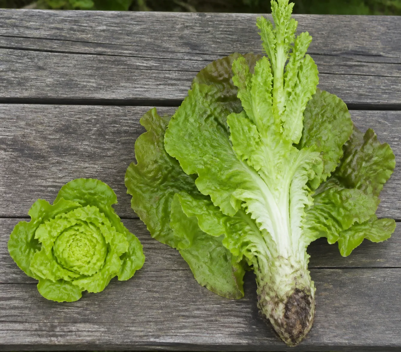 A small tight rosette of tender baby lettuce beside a full-size head of the same variety with coarse outer leaves and a thick pale stem beginning to elongate, both on a wooden bench at the same scale