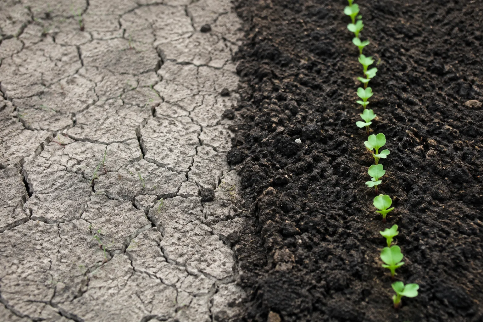 Two soil surfaces meeting in one frame, a hard pale cracked crust with nothing emerging beside fine dark crumbly soil carrying an even row of seedlings