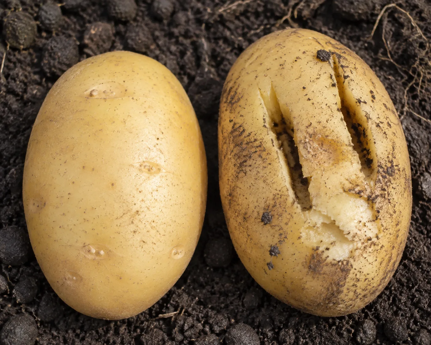 Two freshly dug potatoes lying on soil, the left one whole with unbroken skin and the right one split open by two deep fork-tine wounds through the flesh