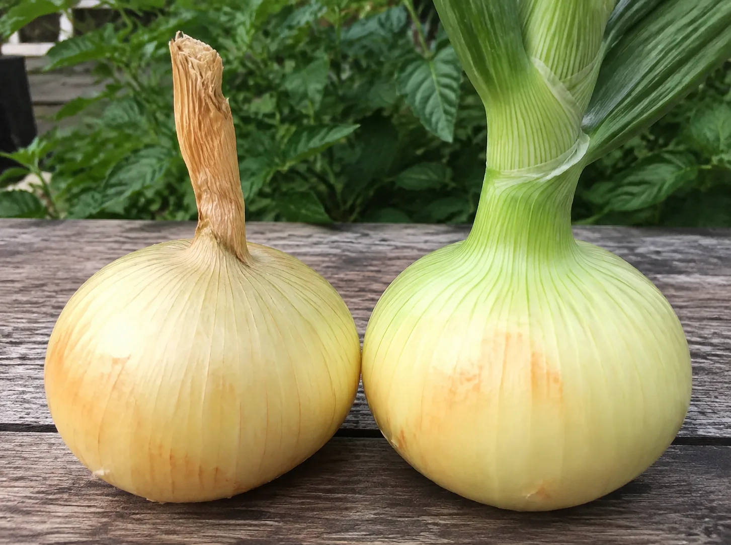Two onions of the same variety side by side on a bench, the left with a thin dried papery neck twisted tight above the bulb and the right with a thick green fleshy neck still soft where it meets the bulb